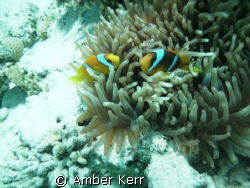 red sea anemone fish in their anemone by Amber Kerr 